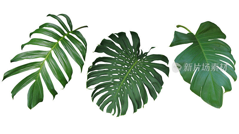 热带叶子设置孤立的白色背景，剪切路径包括。绿叶子的Philodendron, Monstera，和Pothos常青藤植物。